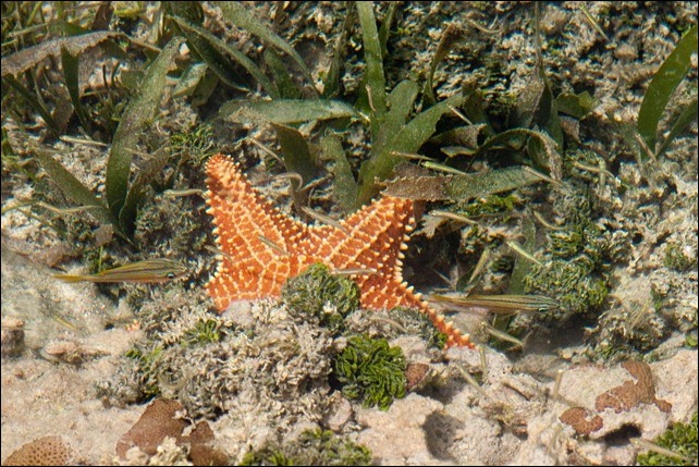 2011 03 18_-27 Starfish